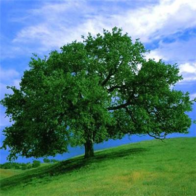 可以上下分捕鱼appapp下载